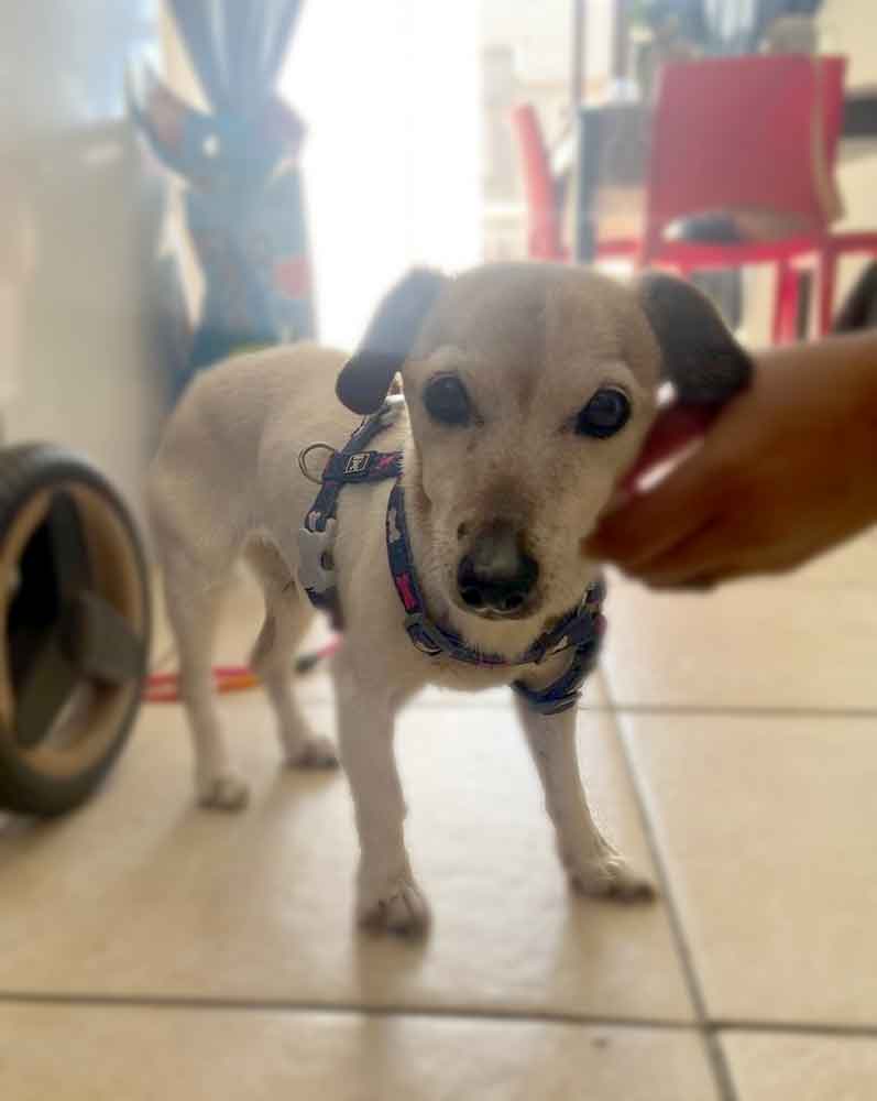 #206 ALREADY ADOPTED - Gauteng, Sandton ~ Senior Jack Russell Chloe 3 female Jack Russell 1 1