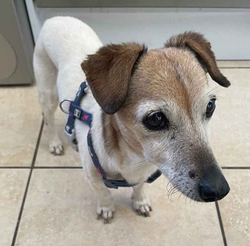 Senior Jack Russell Chloe