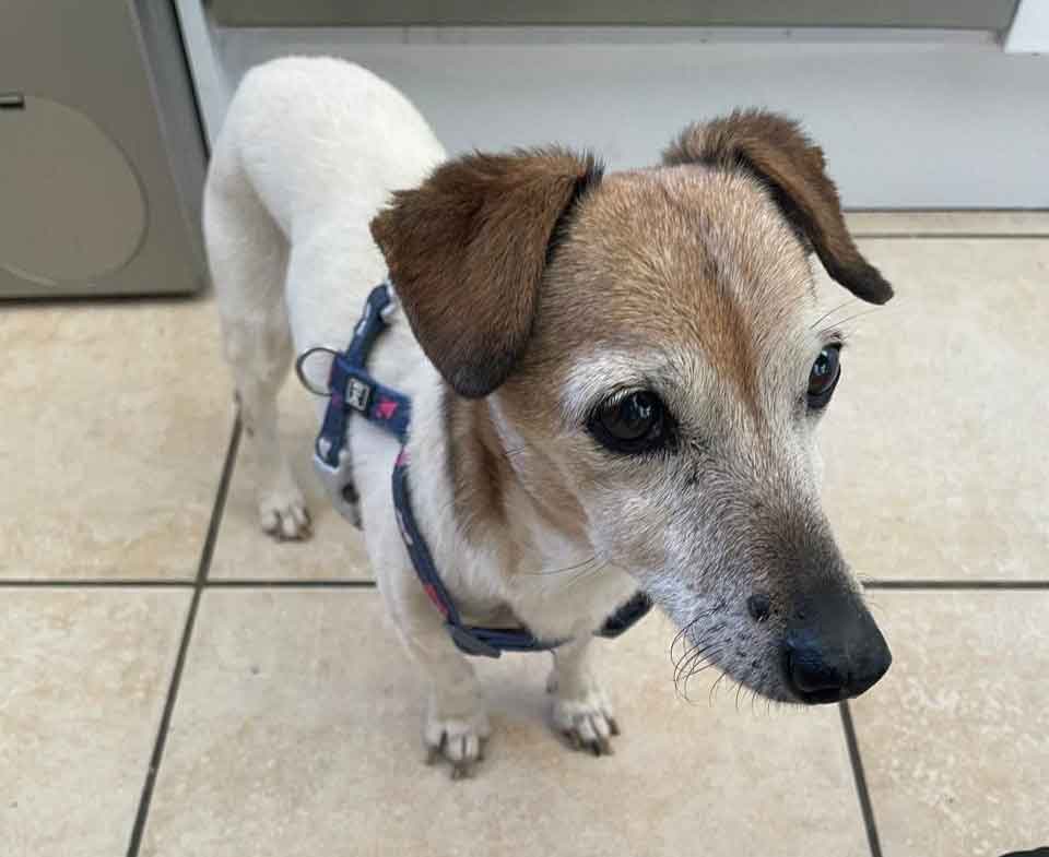 #206 ALREADY ADOPTED - Gauteng, Sandton ~ Senior Jack Russell Chloe 1 Senior Jack Russell Chloe