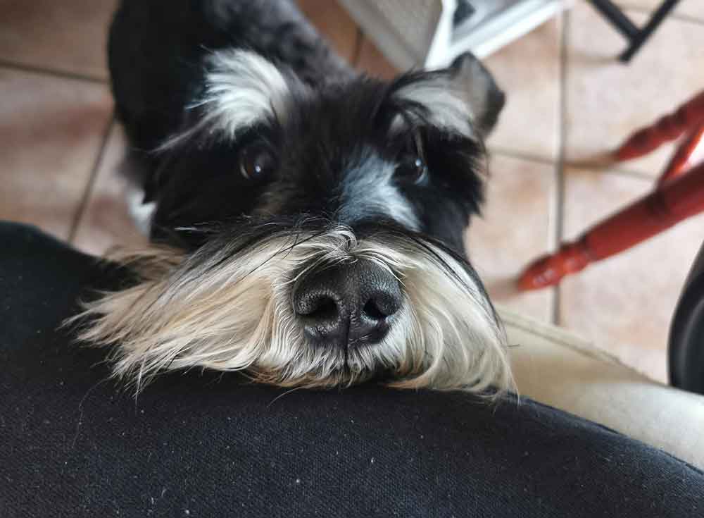 #198 ALREADY ADOPTED - Gauteng, Randburg ~ Male Miniature Schnauzer 6 Male Schnauzer