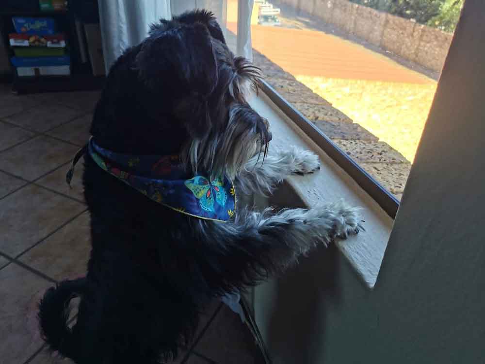 #198 ALREADY ADOPTED - Gauteng, Randburg ~ Male Miniature Schnauzer 3 2-year-old male Miniature Schnauzer,