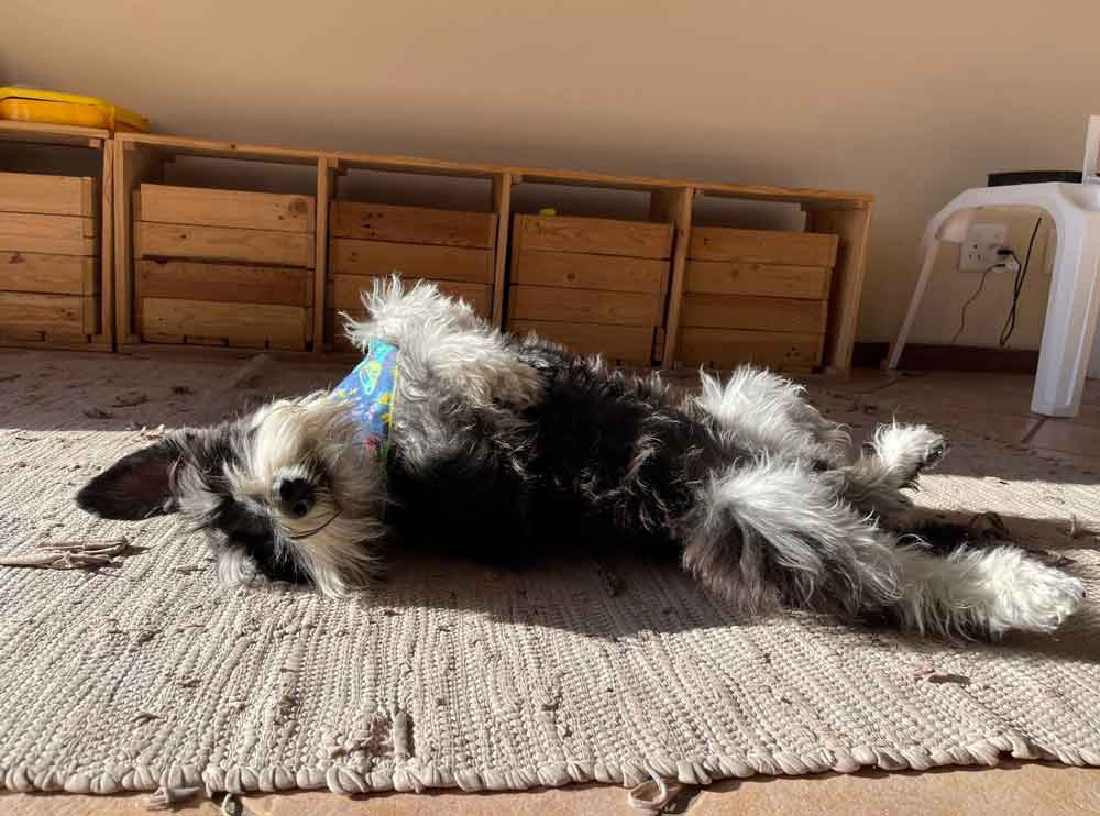 #198 ALREADY ADOPTED - Gauteng, Randburg ~ Male Miniature Schnauzer 4 male Miniature Schnauzer