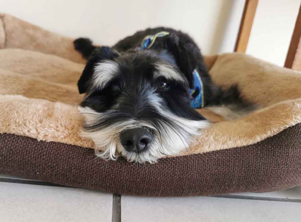 #198 ALREADY ADOPTED - Gauteng, Randburg ~ Male Miniature Schnauzer 5 Miniature Schnauzer