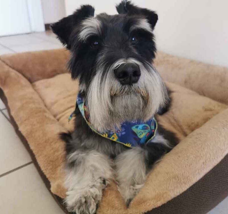 Male Miniature Schnauzer