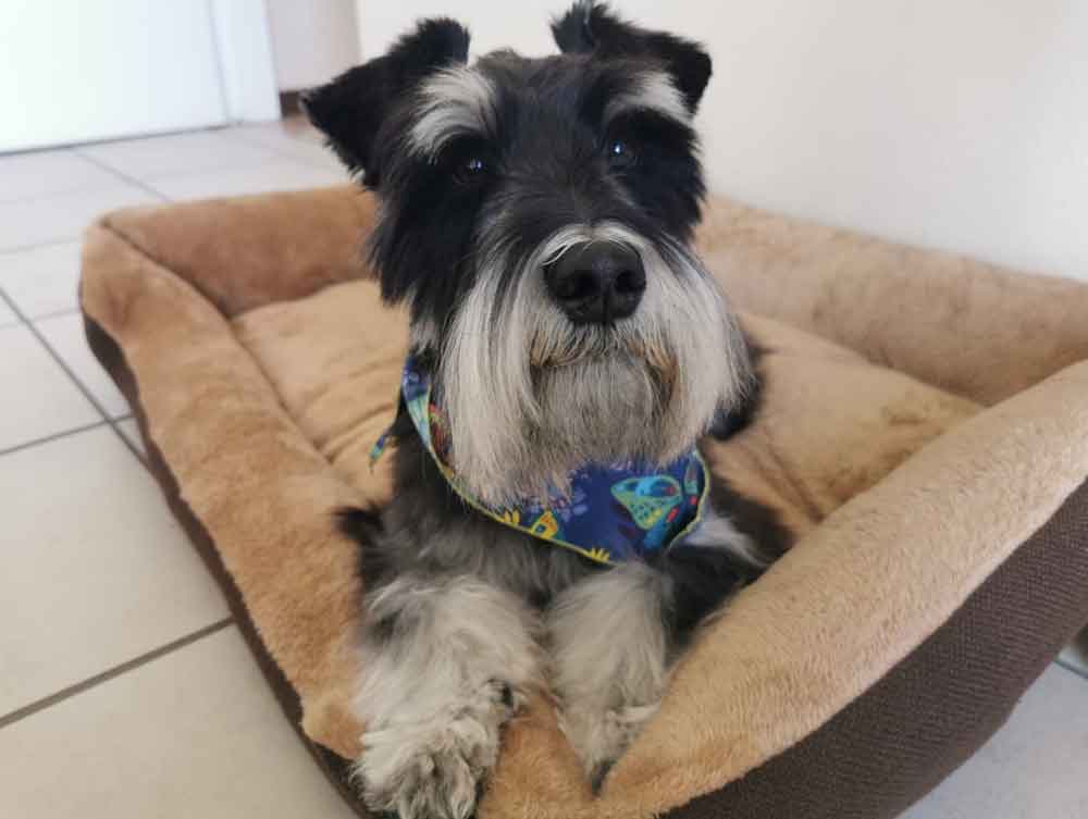#198 ALREADY ADOPTED - Gauteng, Randburg ~ Male Miniature Schnauzer 1 Male Mini Schnauzer