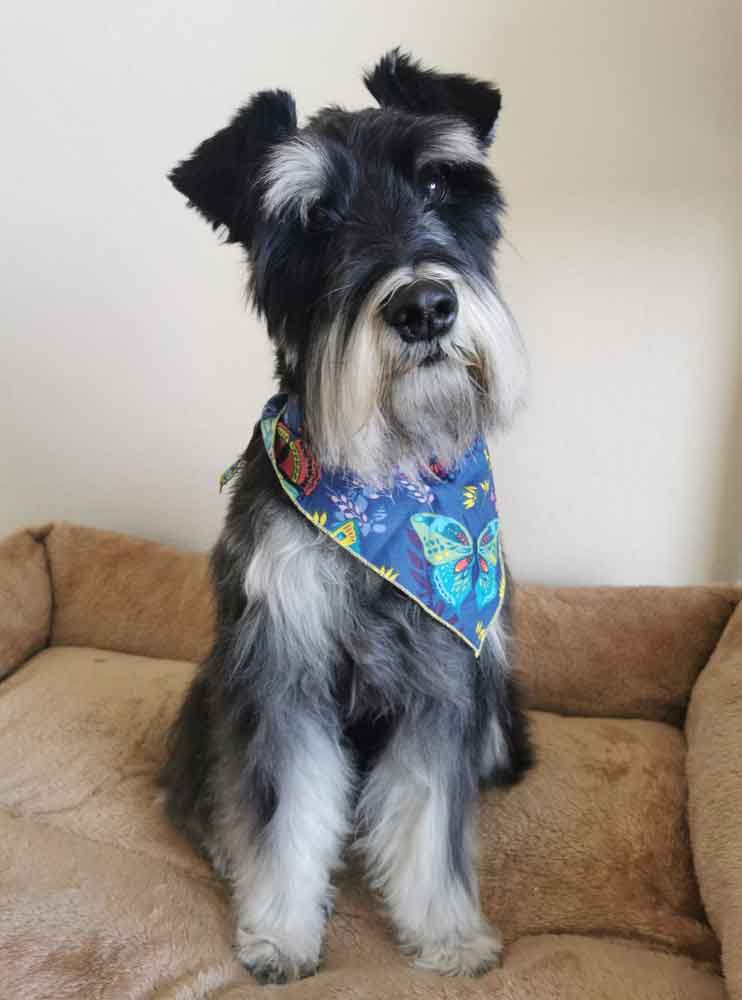 #198 ALREADY ADOPTED - Gauteng, Randburg ~ Male Miniature Schnauzer 2 male Mini Schnuazer 6