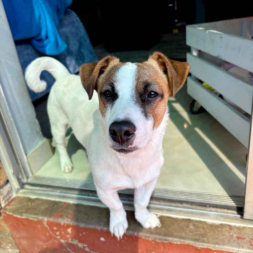 #213 ALREADY ADOPTED – Gauteng, Centurion ~ Benji: Male Jack Russell