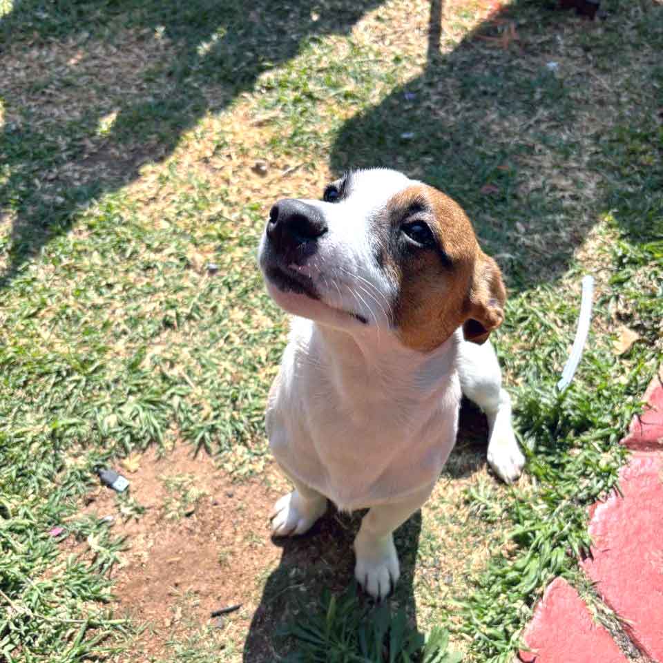 Benji: Male Jack Russell