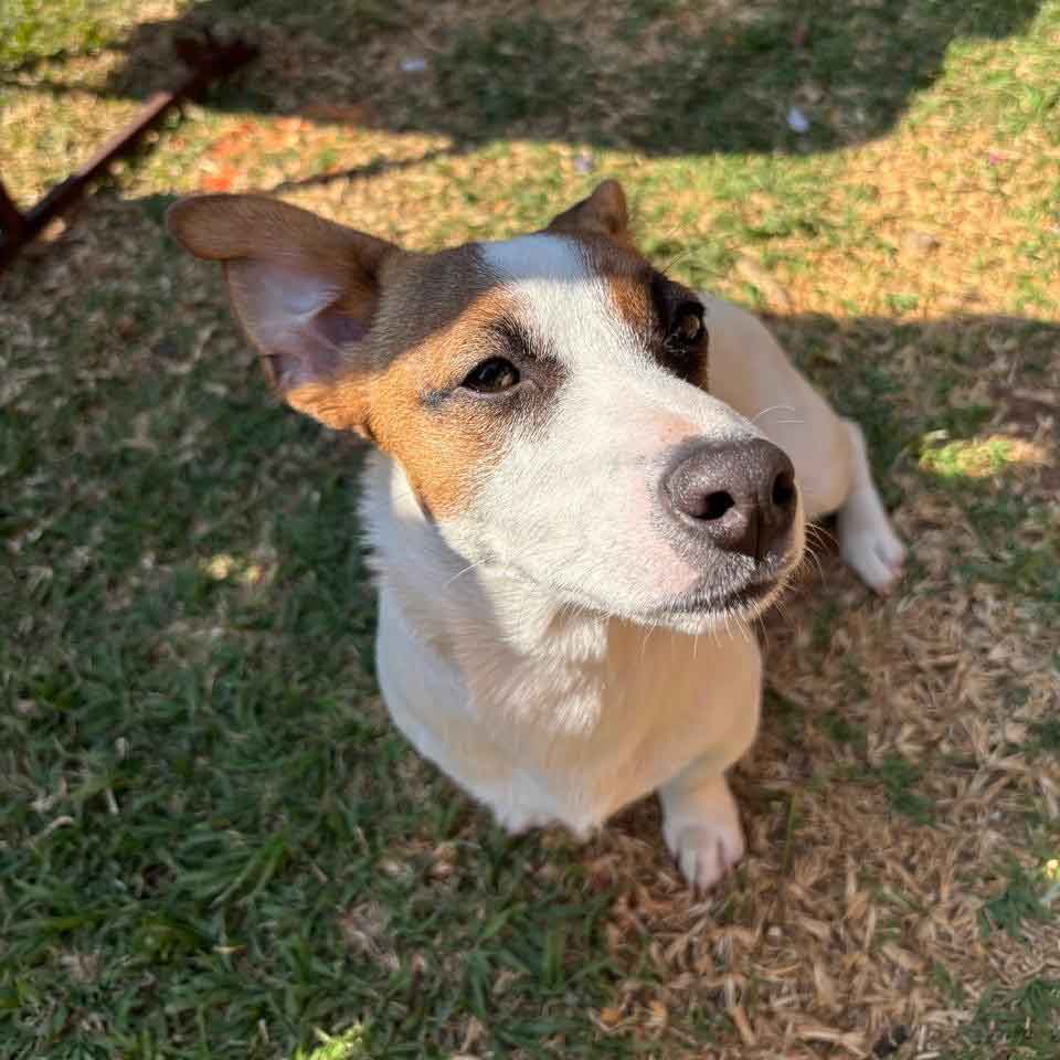 One year old male Jack Russell