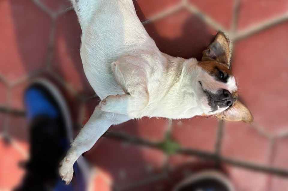 short leg Jack Russell
