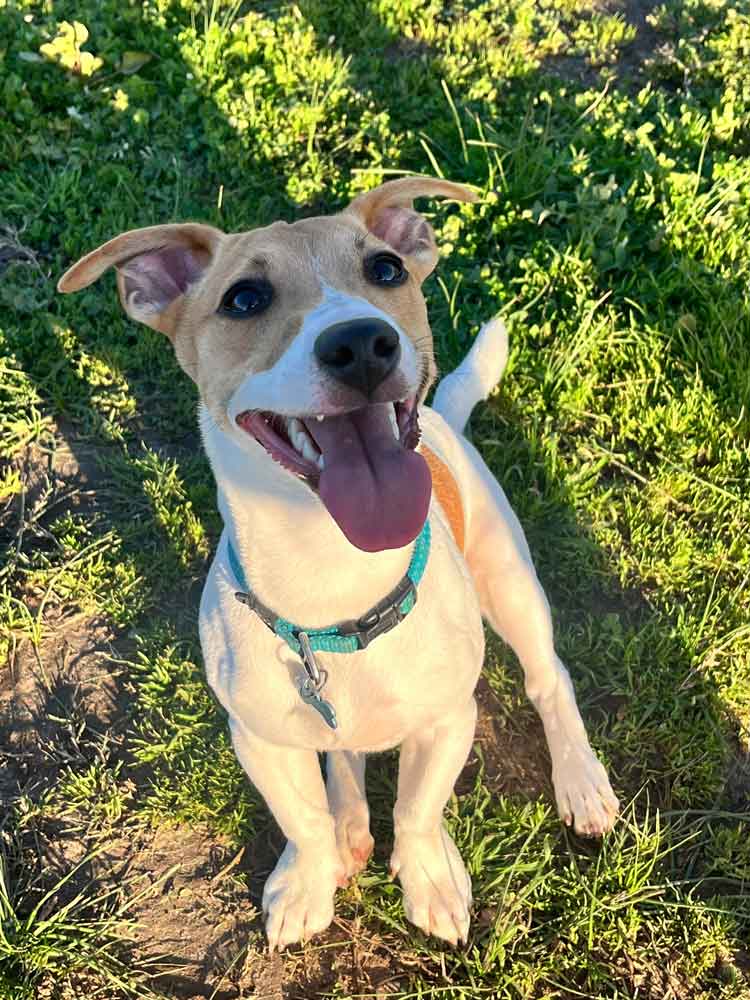 Jack Russell Puppy Male