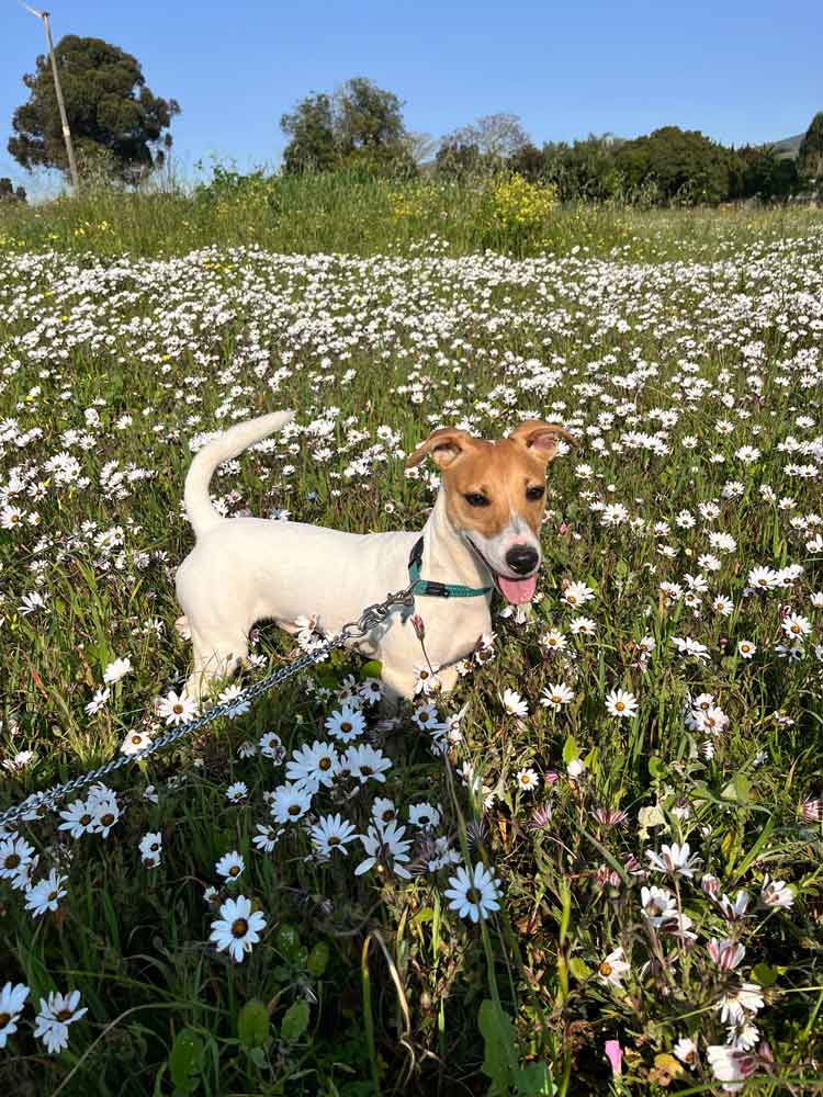 male Jack Russell Puppy