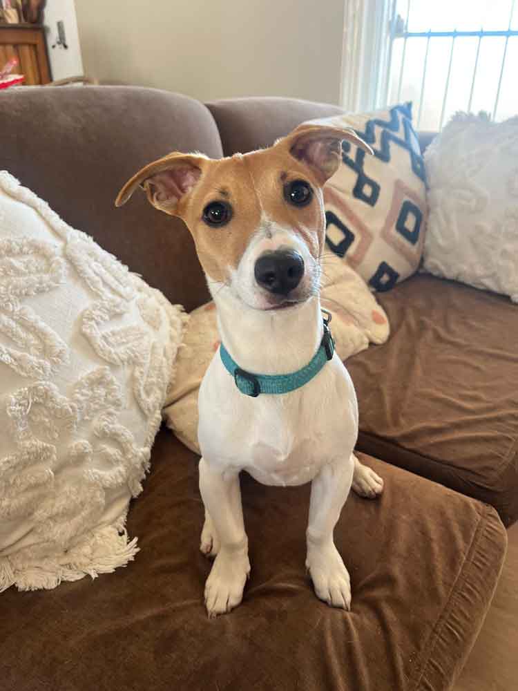 male Jack Russell pup 9 month sold