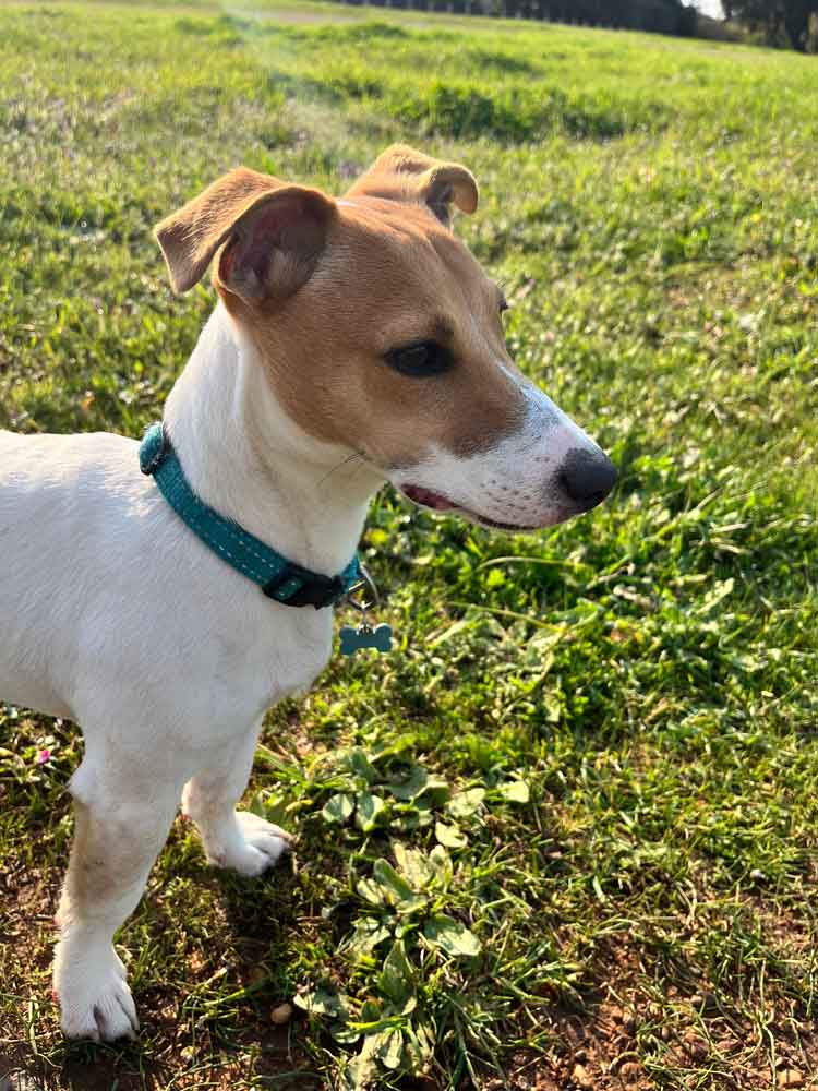 Adopt a Jack Russell in South Africa