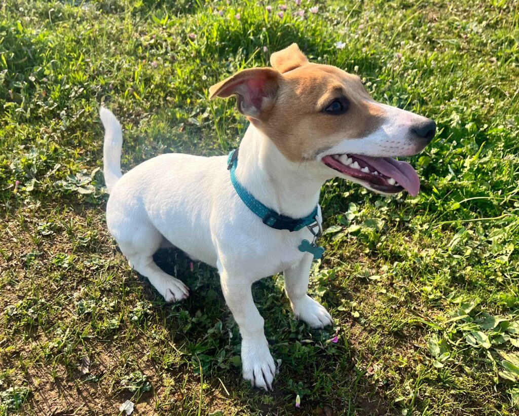 Dash, a 9-month-old Jack Russell puppy, running joyfully on leash in Durbanville, Western Cape.