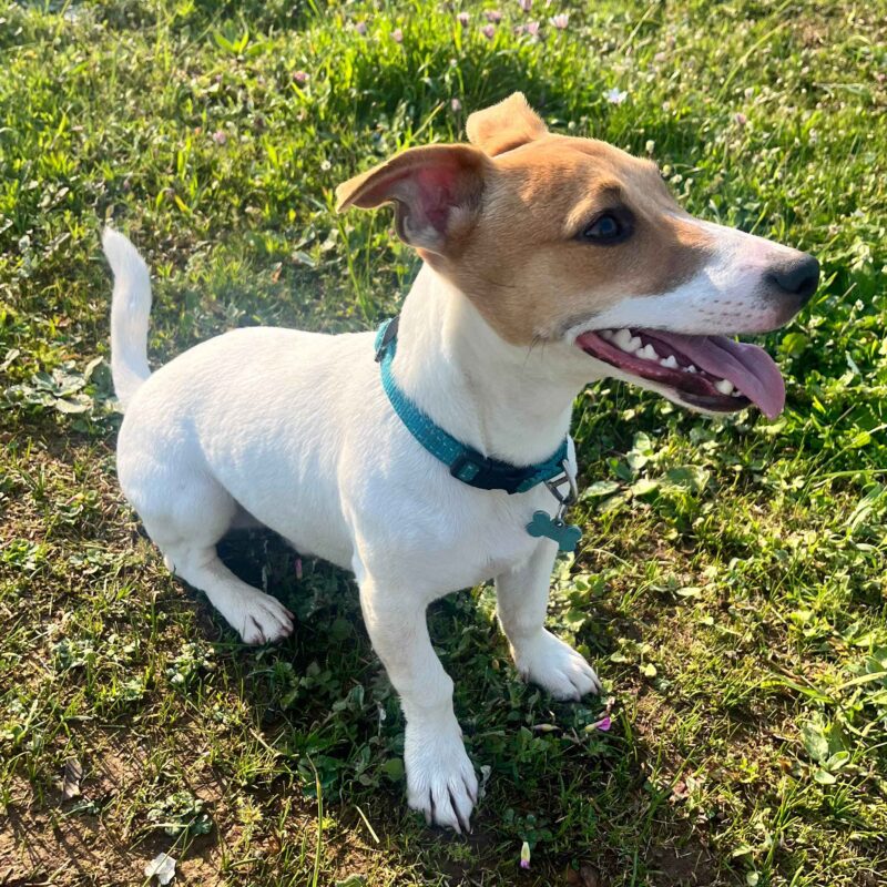 Dash, a 9-month-old Jack Russell puppy, running joyfully on leash in Durbanville, Western Cape.
