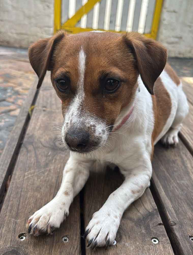 #210 ALREADY ADOPTED - Western Cape, Hout Bay ~ Short-Legged Jack Russells 7 short-legged female Jack Russell