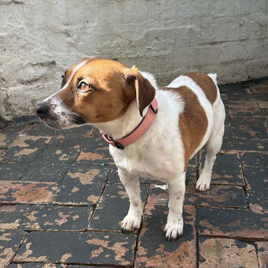 #210 ALREADY ADOPTED - Western Cape, Hout Bay ~ Short-Legged Jack Russells 6 young Jack Russell female