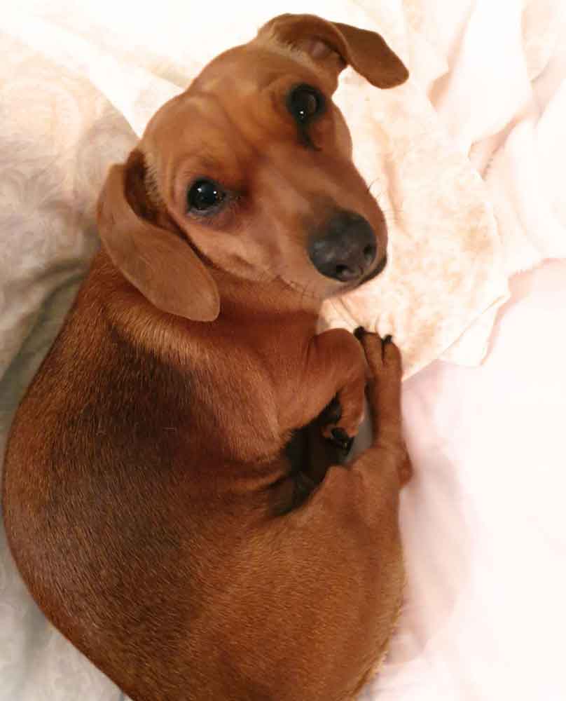 female Dachshund mix
