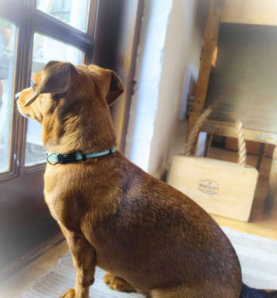 senior female Dachshund Mix