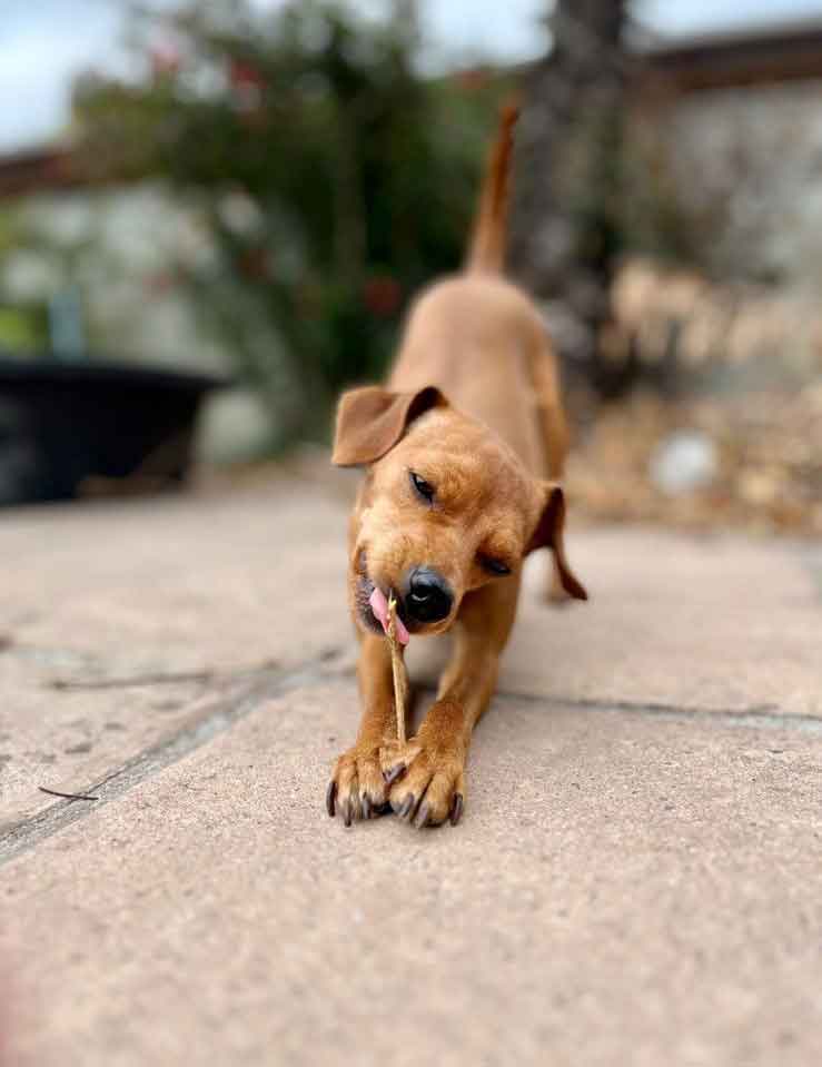 #211 ALREADY ADOPTED – Western Cape, Goodwood ~ Holly Dolly: Playful Miniature Pinscher