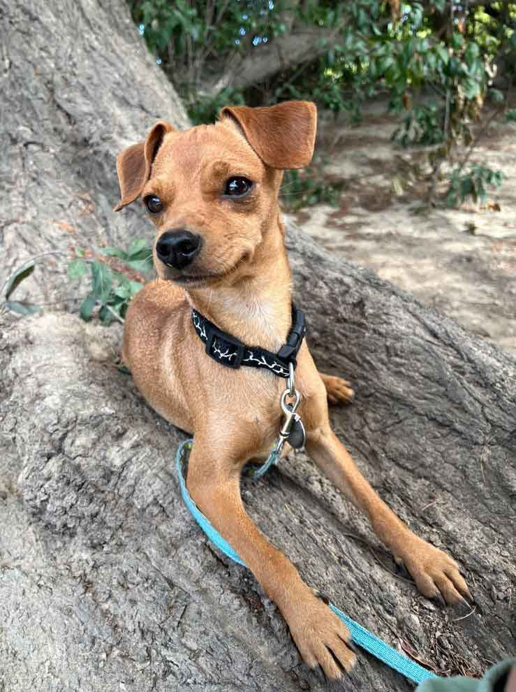 Playful Miniature Pinscher