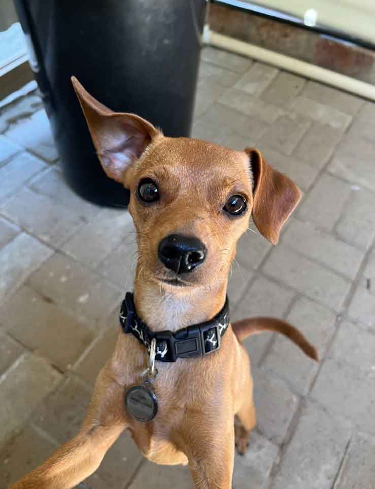  2-year-old female Miniature Pinscher