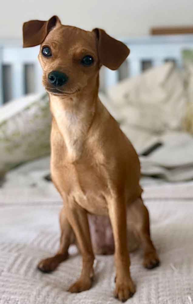  2-year-old female Miniature Pinscher