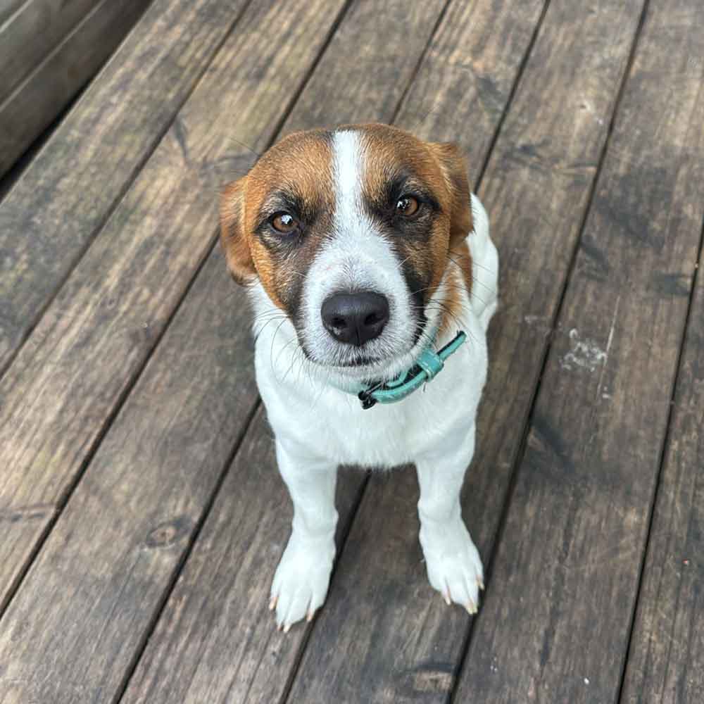 #210 ALREADY ADOPTED - Western Cape, Hout Bay ~ Short-Legged Jack Russells 2 Male Short-Legged Jack Russell