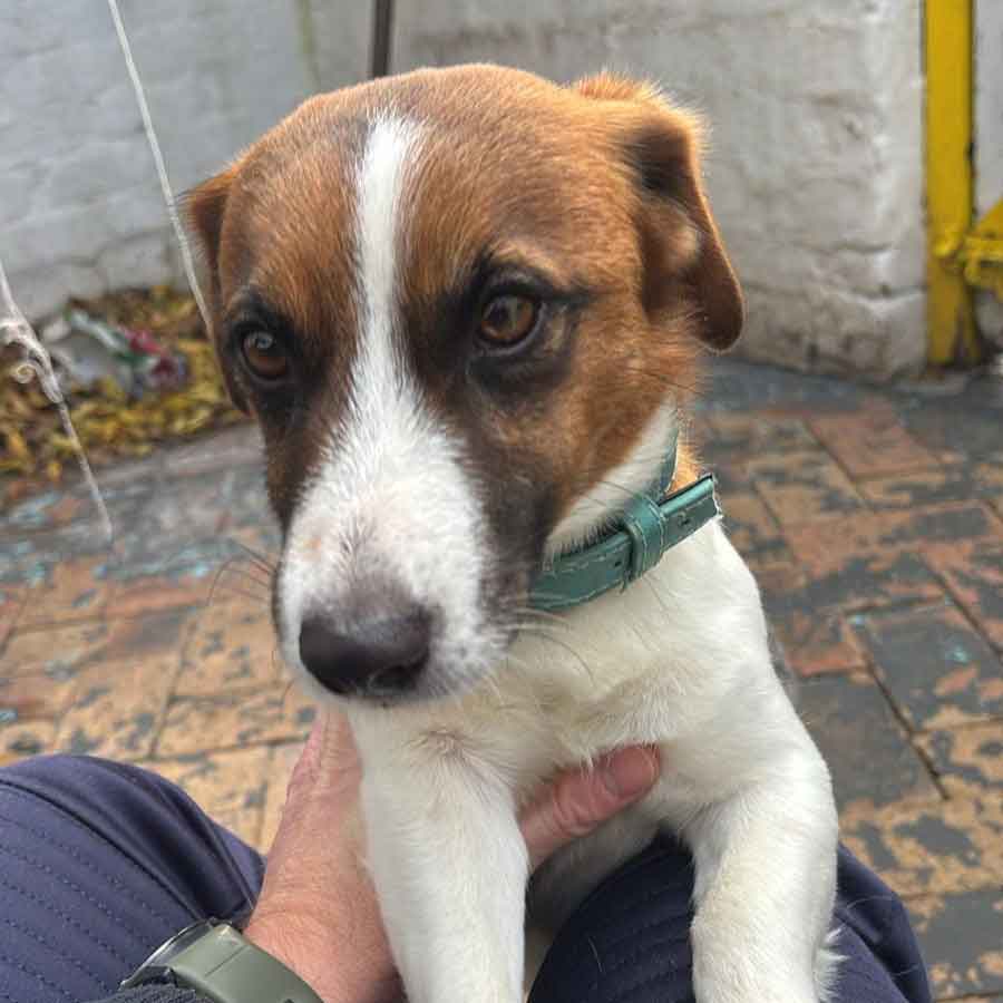 #210 ALREADY ADOPTED - Western Cape, Hout Bay ~ Short-Legged Jack Russells 3 young JR male