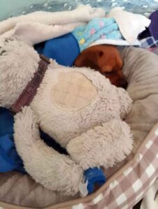 Success Stories 3 Lexy, a cute black and white Daug, relaxing comfortably in her new bed after her successful Daug adoption.
