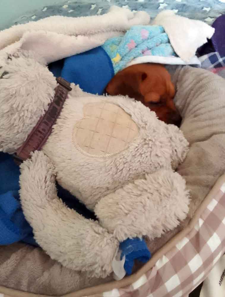 Success Story ~ An Only Child's Paradise: Lexy the Daug is Home! 13 Success Story ~ An Only Child’s Paradise: Lexy the Daug is Home!