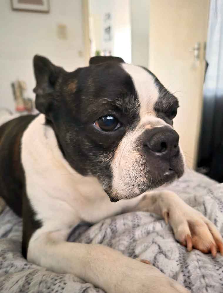 Success Story ~ Spoiled Rotten Micah the Boston Terrier Finds Her Forever Love 1 A happy female Boston Terrier relaxing in her new home after a successful Boston Terrier adoption
