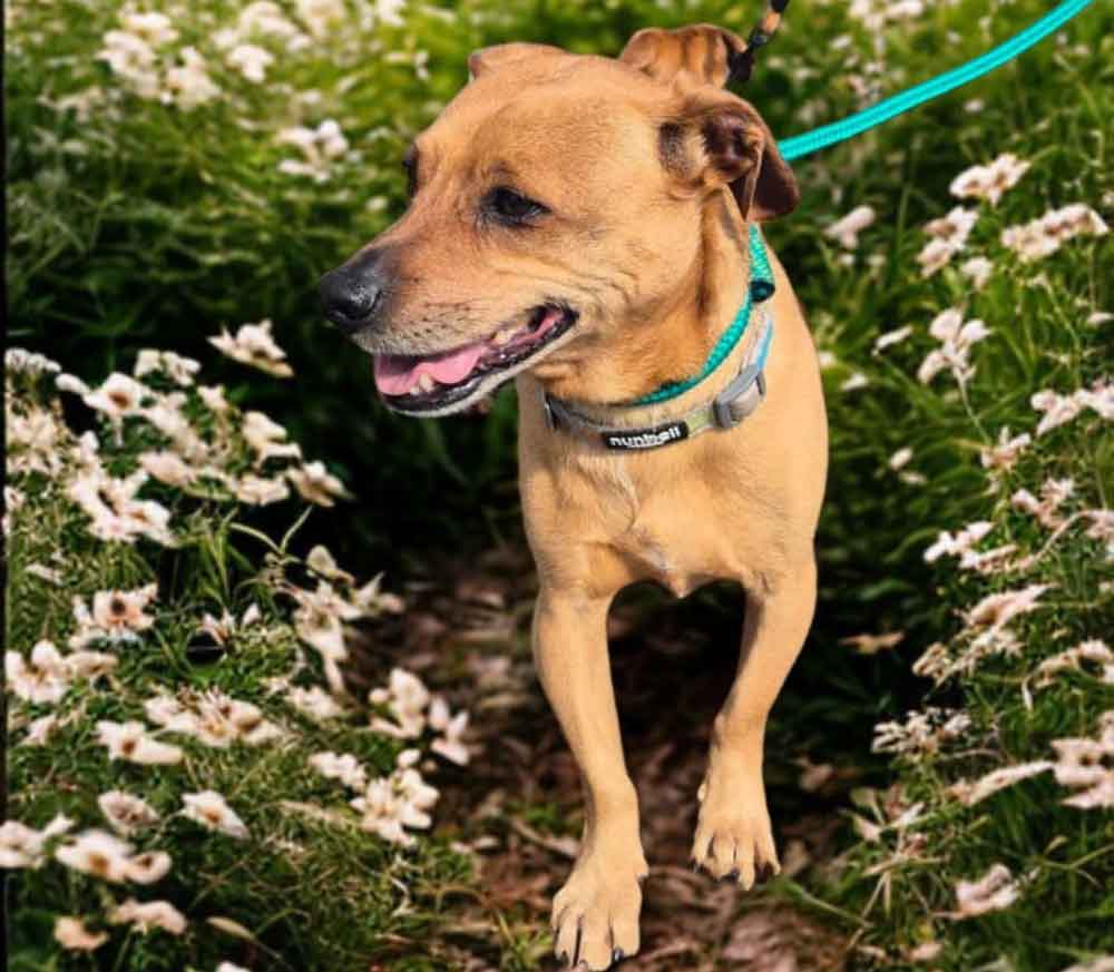 #212 ALREADY ADOPTED – Western Cape, Cape Town ~ Hazel and OD: Dachshund Mix