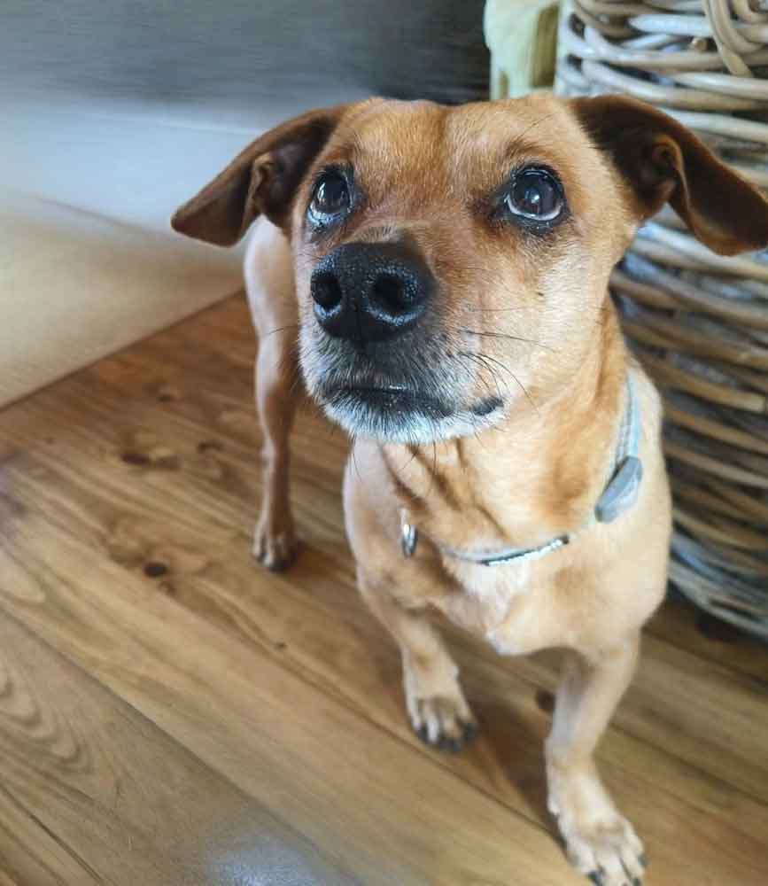 senior male  Mixed Breed