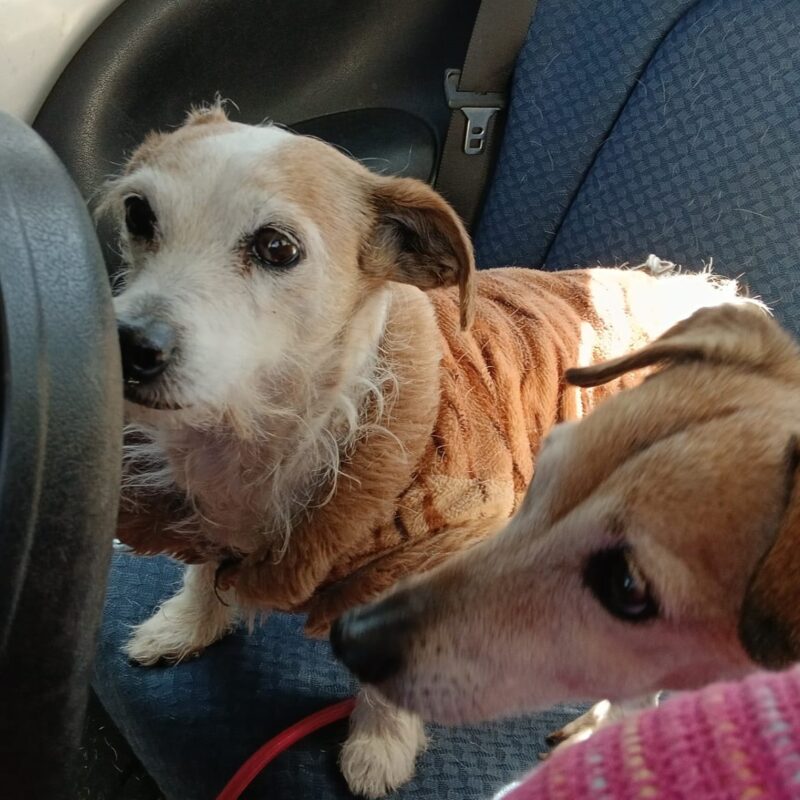 Senior Jack Russell finds a new boyfriend