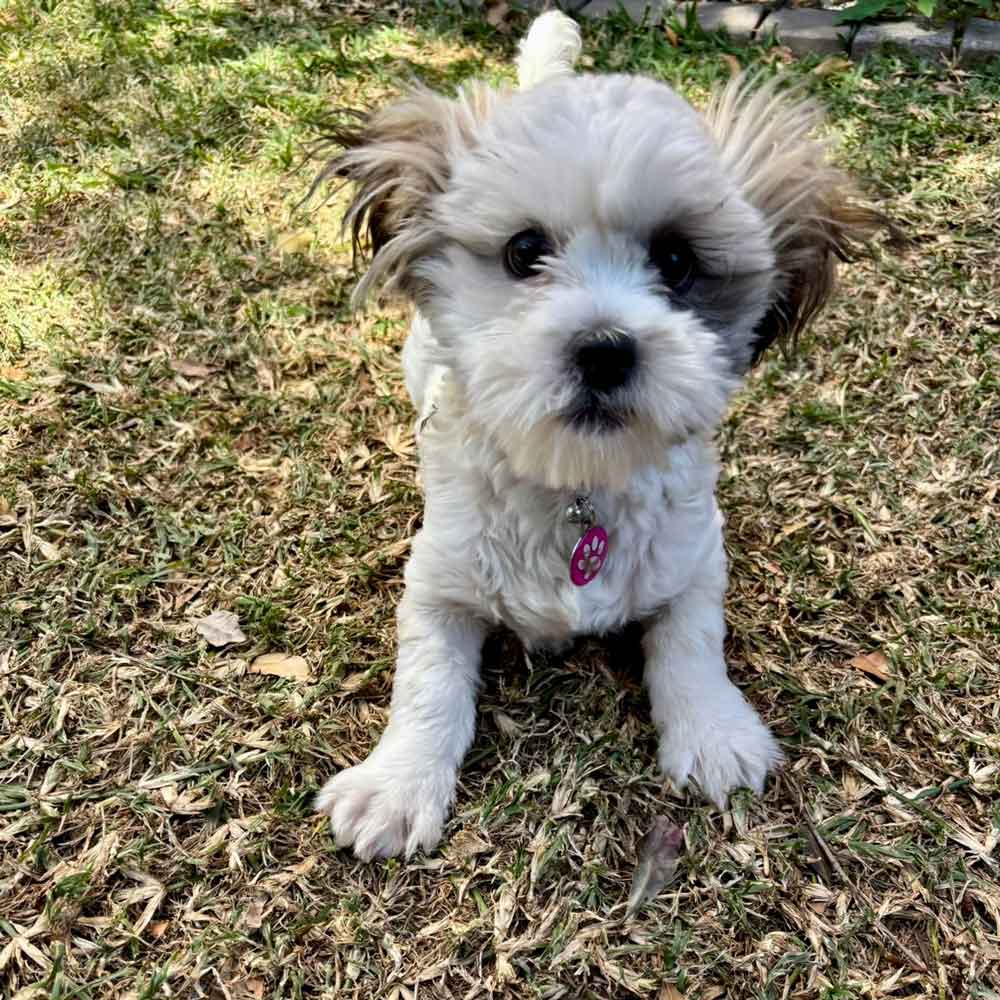 #214 ALREADY ADOPTED - Gauteng, Fourways ~ Birdie: Female Shih Tzu Puppy 3 Birdie: Female Shih Tzu Puppy