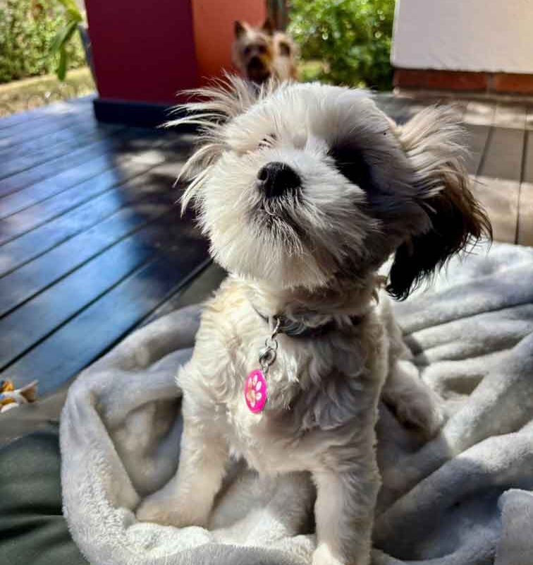 Birdie, a 4-month-old Shih Tzu puppy, playing happily in a secure yard in Gauteng, Fourways.