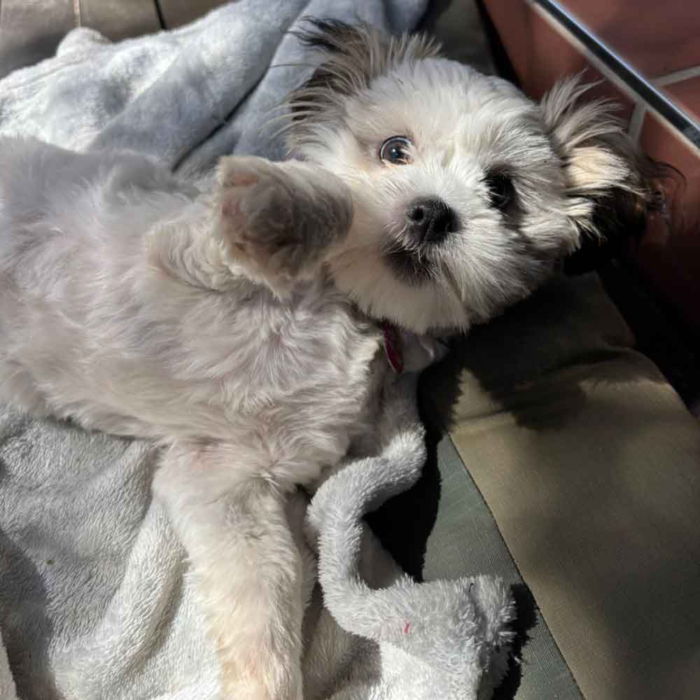#214 ALREADY ADOPTED - Gauteng, Fourways ~ Birdie: Female Shih Tzu Puppy 2 female Shih Tzu puppy