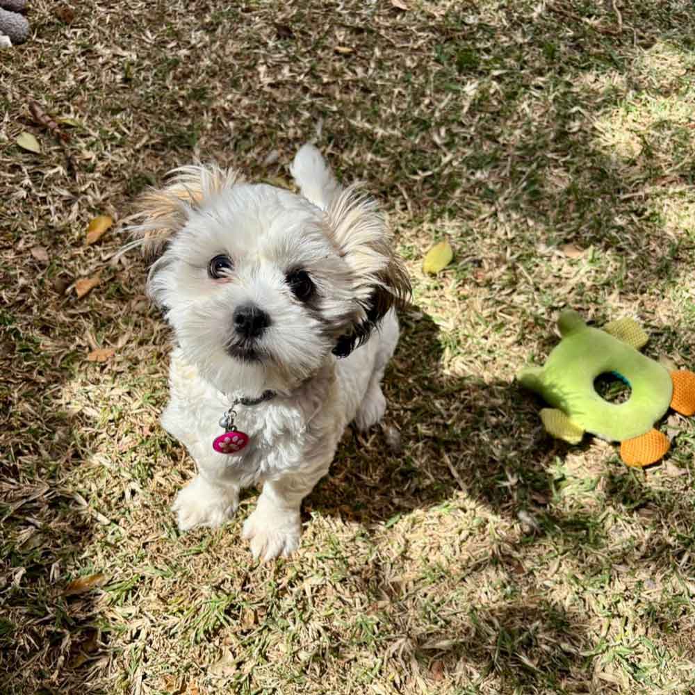 #214 ALREADY ADOPTED - Gauteng, Fourways ~ Birdie: Female Shih Tzu Puppy 4 4-month-old female Shih Tzu puppy