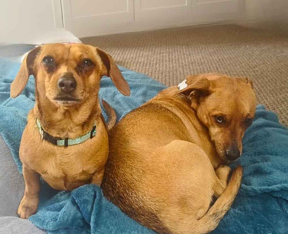 female Dacshund mix and male senior mixed breed