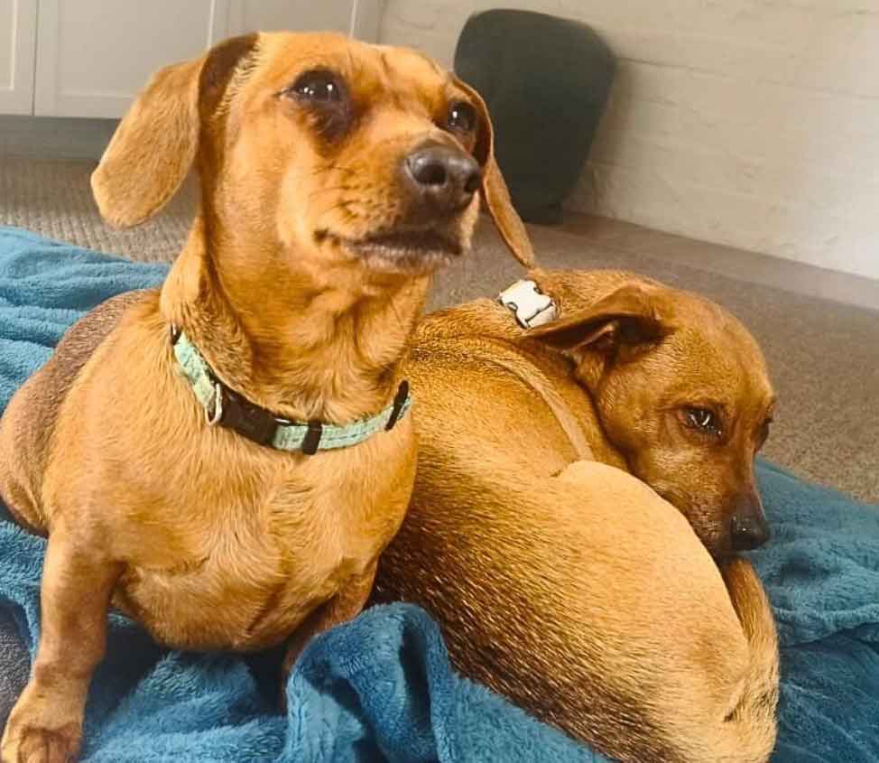 Hazel, a 7-year-old Dachshund Mix, and OD, a 10-year-old Mixed Breed, posing in a secure yard, ready for adoption.