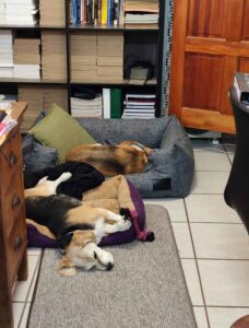 Success Stories 6 Success Story: Rosie’s Golden Years: A Senior Beagle Finds Her Forever Home