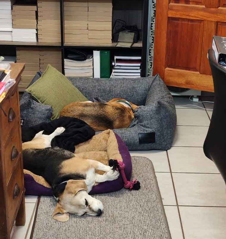 Success Story: Rosie’s Golden Years: A Senior Beagle Finds Her Forever Home