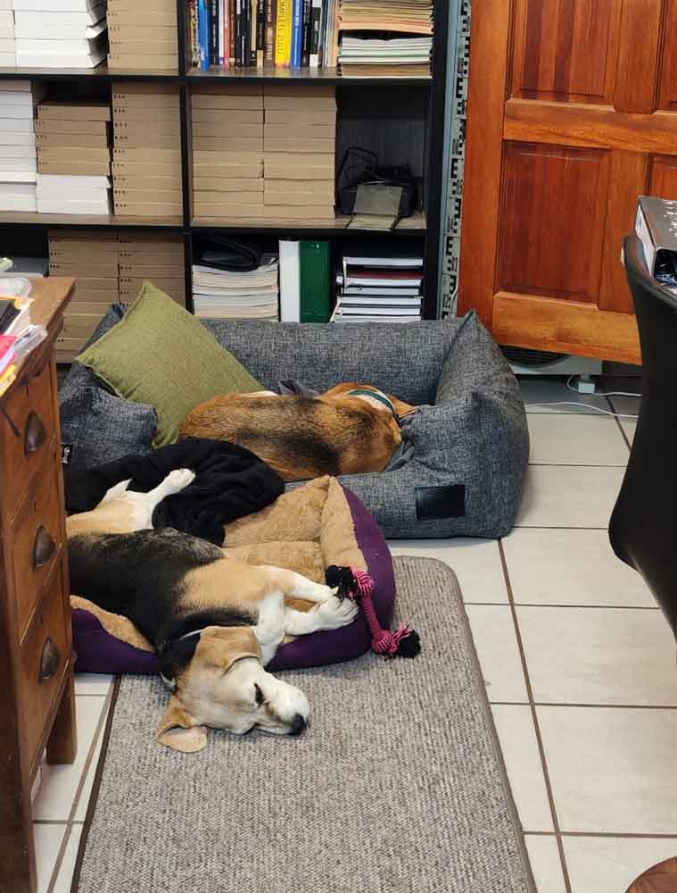 Success Story ~ Rosie’s Golden Years: A Senior Beagle Finds Her Forever Home