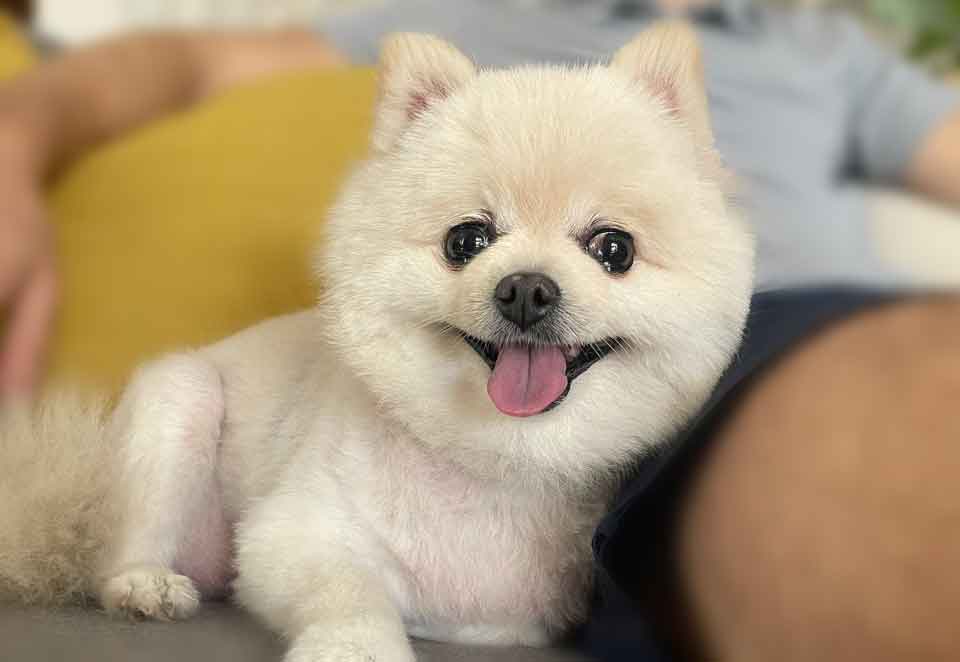 A happy Pomeranian in its new Pretoria home, a joyful outcome of our safe dog rehoming Pretoria service