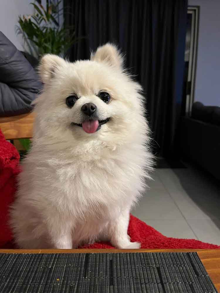 Gucci the Toy Pom looking happy and healthy in her new home after a successful adoption.