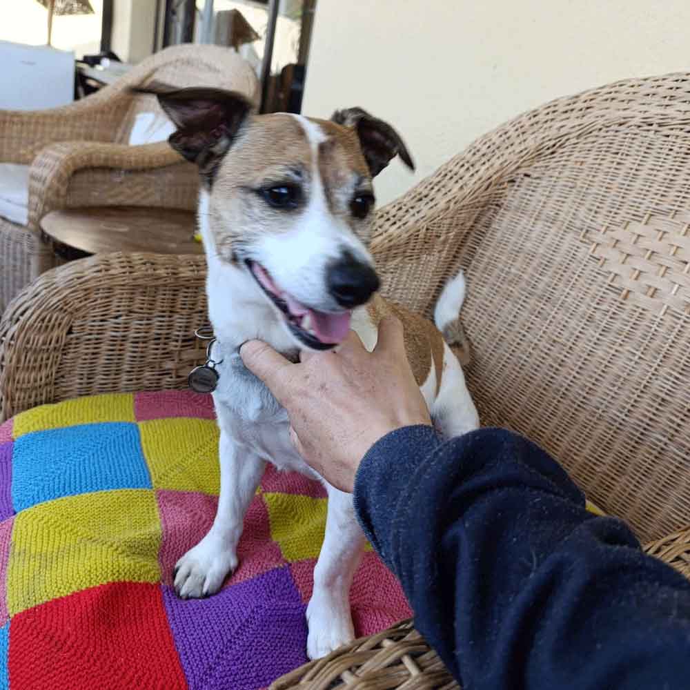 #216 Western Cape, Glencairn ~ Jack Russells: Stitch or Jägermeister 6 8-year-old senior male Jack Russell