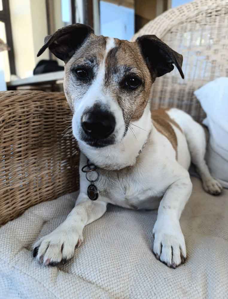 #216 Western Cape, Glencairn ~ Jack Russells: Stitch or Jägermeister 5 8-year-old senior male Jack Russell
