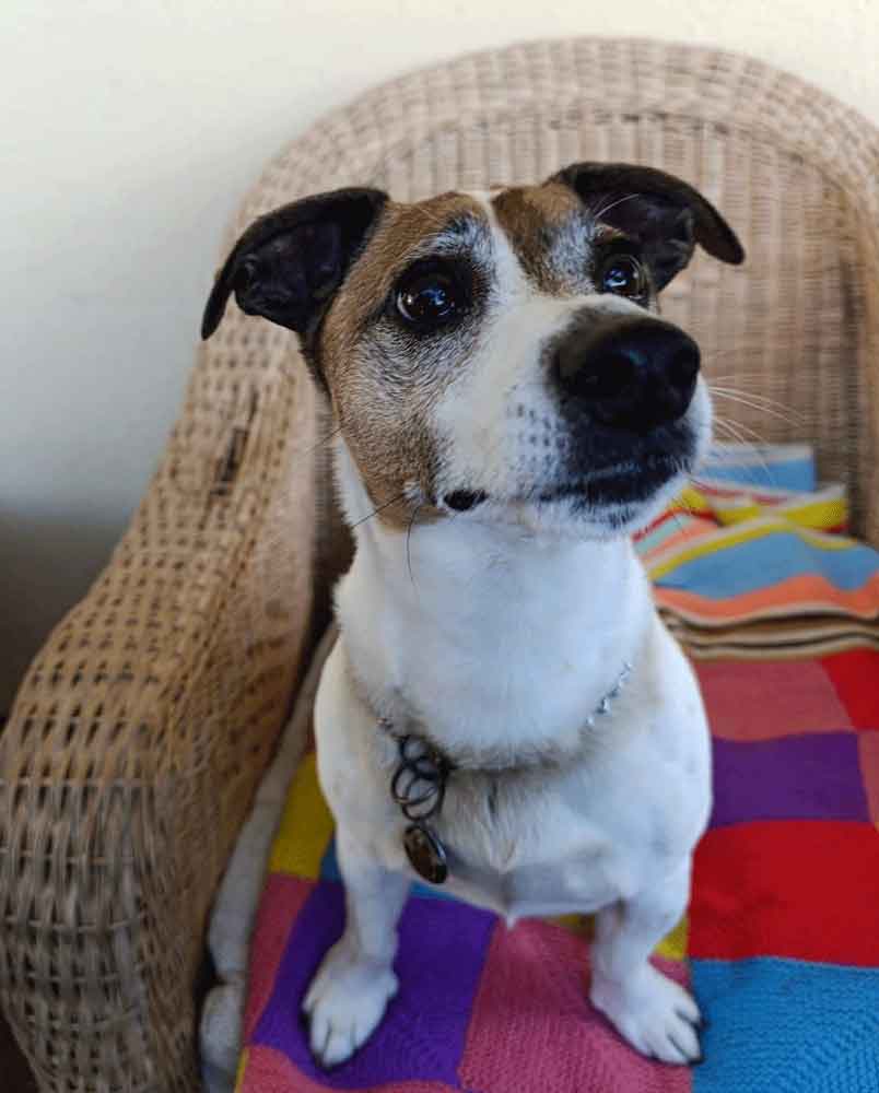 #216 Western Cape, Glencairn ~ Jack Russells: Stitch or Jägermeister 7 8-year-old senior male Jack Russell